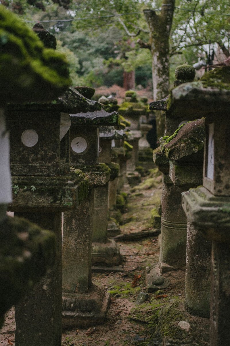 苔むした石灯籠の並ぶ庭